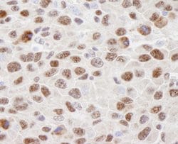 hnRNP-U Polyclonal Antibody, Bethyl Laboratories 100 &mu;L; Unconjugated:Antibodies,