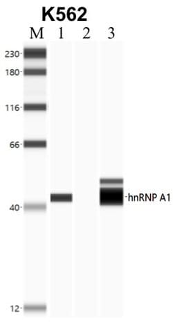 Invitrogen hnRNP A1 Monoclonal Antibody (9H10) 50 &mu;L; Unconjugated:Antibodies,
