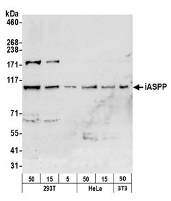 iASPP Polyclonal Antibody, Bethyl Laboratories:Antibodies:Primary Antibodies