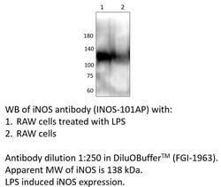 iNOS Rabbit anti-Human, Mouse, Rat, Polyclonal, FabGennix 200 &mu;L; Unconjugated:Antibodies,