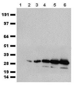 mCherry Rabbit anti-Tag, Polyclonal, liquid, OriGene 100 &mu;L | Buy Online | OriGene | Fisher Scientific