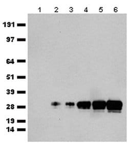 mGFP Rabbit anti-Tag, Polyclonal, liquid, OriGene 100 &mu;L; Unconjugated:Antibodies,