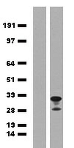 mPlum Goat anti-Tag, Polyclonal, liquid, TrueMAB 150 &mu;L; Unconjugated:Antibodies,