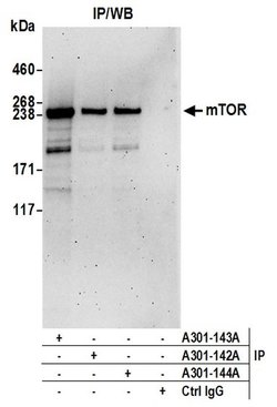 mTOR Rabbit anti-Human, Mouse, Polyclonal, Bethyl Laboratories 100 &mu;L;
