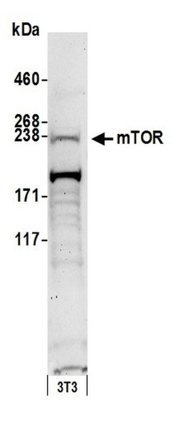 mTOR Rabbit anti-Human, Mouse, Polyclonal, Bethyl Laboratories 100 &mu;L;
