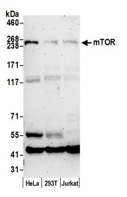 mTOR Rabbit anti-Human, Polyclonal, Bethyl Laboratories 100 &mu;l; Unlabeled:Antibodies,