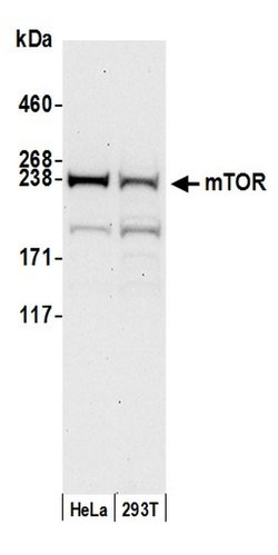 mTOR Rabbit anti-Human, Mouse, Polyclonal, Bethyl Laboratories 100 &mu;L;