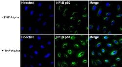 Invitrogen Phospho-NFkB p50 (Ser337) Recombinant Rabbit Monoclonal Antibody