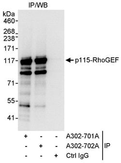 p115-RhoGEF Rabbit anti-Human, Polyclonal, Bethyl Laboratories 10 &mu;L;