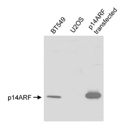 p14ARF Rabbit anti-Human, Polyclonal, Bethyl Laboratories 100 &mu;L; Unconjugated:Antibodies,