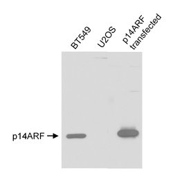 p14ARF Rabbit anti-Human, Polyclonal, Bethyl Laboratories 100 &mu;L; Unconjugated:Antibodies,