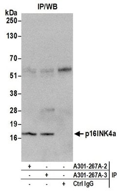 p16INK4a Rabbit anti-Human, Polyclonal, Bethyl Laboratories 100 &mu;L;