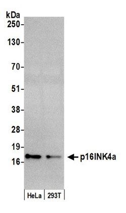 p16INK4a Rabbit anti-Human, Polyclonal, Bethyl Laboratories 100 &mu;L;