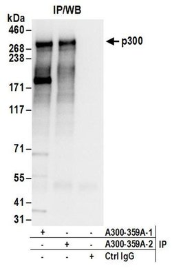 p300 Rabbit anti-Human, Polyclonal, Bethyl Laboratories 100 &mu;L; Unconjugated:Antibodies,