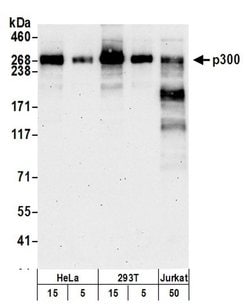 p300 Rabbit anti-Human, Polyclonal, Bethyl Laboratories 100 &mu;L; Unconjugated:Antibodies,