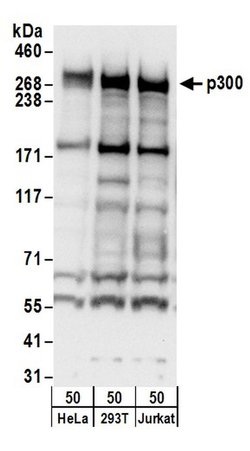 p300 Rabbit anti-Human, Polyclonal, Bethyl Laboratories 100 &mu;L; Unconjugated:Antibodies,