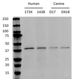 Invitrogen p38 MAPK alpha Monoclonal Antibody (PS1009) 100 &mu;L | Buy Online | Invitrogen&trade; | Fisher Scientific