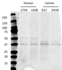 Invitrogen p38 MAPK gamma Monoclonal Antibody (10E1) 100 &mu;g; Unconjugated:Antibodies,