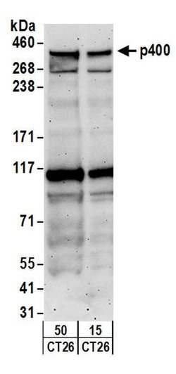 p400 Rabbit anti-Human, Mouse, Polyclonal, Bethyl Laboratories 100 μL;