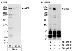 p400 Rabbit anti-Human, Mouse, Polyclonal, Bethyl Laboratories 100 μL;