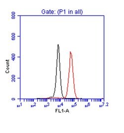 p53 Rabbit anti-Human, Polyclonal, Bethyl Laboratories 100 &mu;L; Unconjugated:Antibodies,