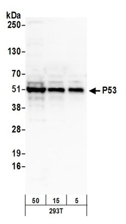 p53 Rabbit anti-Human, Polyclonal, Bethyl Laboratories 100 &mu;L; Unconjugated:Antibodies,