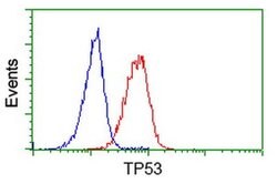 p53 Monoclonal Antibody (OTI1C6), TrueMAB , OriGene 30 &mu;L; Unconjugated:Antibodies,