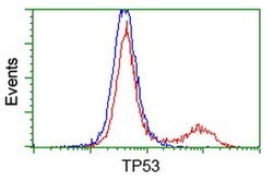 p53 Monoclonal Antibody (OTI1D8), TrueMAB , OriGene:Antibodies:Primary