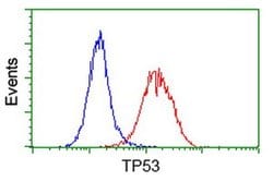 p53 Monoclonal Antibody (OTI1D1), TrueMAB , OriGene 100 &mu;L; Unconjugated:Antibodies,