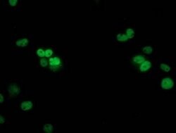 p53 Monoclonal Antibody (OTI3D5), TrueMAB , OriGene 100 &mu;L; Unconjugated:Antibodies,