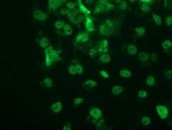p53 Monoclonal Antibody (OTI3G9), TrueMAB , OriGene 100 &mu;L; Unconjugated:Antibodies,