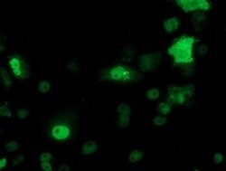 p53 Monoclonal Antibody (OTI2A4), TrueMAB , OriGene 100 &mu;L | Buy Online | Origene Technologies | Fisher Scientific