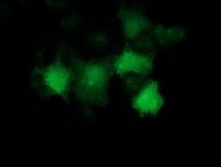 p53 Monoclonal Antibody (OTI1D1), TrueMAB , OriGene 100 &mu;L; Unconjugated:Antibodies,