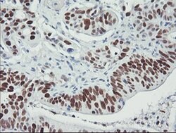 p53 Monoclonal Antibody (OTI2F7), TrueMAB , OriGene 30 &mu;L; Unconjugated:Antibodies,