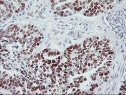 p53 Monoclonal Antibody (OTI3A6), TrueMAB , OriGene 100 &mu;L; Unconjugated:Antibodies,