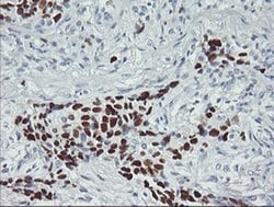 p53 Monoclonal Antibody (OTI1D11), TrueMAB , OriGene 30 &mu;L; Unconjugated:Antibodies,