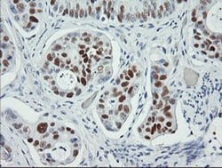 p53 Monoclonal Antibody (OTI1D11), TrueMAB , OriGene 30 &mu;L; Unconjugated:Antibodies,