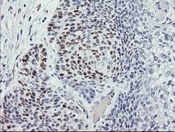 p53 Monoclonal Antibody (OTI1D11), TrueMAB , OriGene 30 &mu;L; Unconjugated:Antibodies,