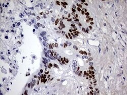p53 Mouse anti-Human, Clone: DO-1, lyophilized, TrueMAB 100 &mu;g; Unconjugated:Antibodies,