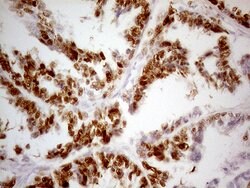 p53 Monoclonal Antibody (DO-7), TrueMAB , OriGene 100 &mu;L; Unconjugated:Antibodies,