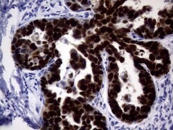 p53 Monoclonal Antibody (DO-7), TrueMAB , OriGene 100 &mu;L; Unconjugated:Antibodies,