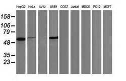 p53 Monoclonal Antibody (OTI3D5), TrueMAB , OriGene 100 &mu;L; Unconjugated:Antibodies,