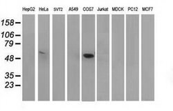 p53 Monoclonal Antibody (OTI5D9), TrueMAB , OriGene:Antibodies:Primary
