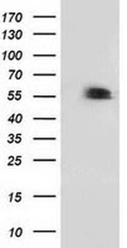 p53 Monoclonal Antibody (OTI2A4), TrueMAB , OriGene 100 &mu;L | Buy Online | Origene Technologies | Fisher Scientific