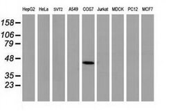 p53 Monoclonal Antibody (OTI2A4), TrueMAB , OriGene 100 &mu;L | Buy Online | Origene Technologies | Fisher Scientific