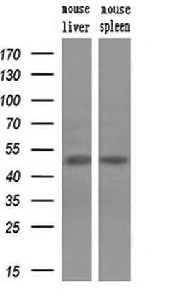 p53 Monoclonal Antibody (OTI1D1), TrueMAB , OriGene 100 &mu;L; Unconjugated:Antibodies,