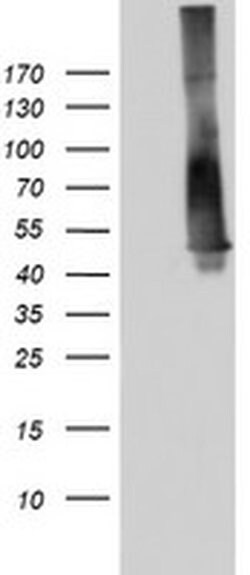 p53 Monoclonal Antibody (OTI9A7), TrueMAB , OriGene 100 &mu;L; Unconjugated:Antibodies,