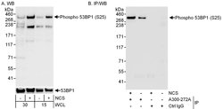 Phospho-53BP1 (Ser25) Rabbit anti-Human, Mouse, Polyclonal, Bethyl Laboratories