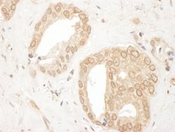 p600 Rabbit anti-Human, Mouse, Polyclonal, Bethyl Laboratories 100 &mu;L;