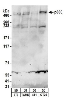 p600 Rabbit anti-Human, Mouse, Polyclonal, Bethyl Laboratories 100 &mu;L;